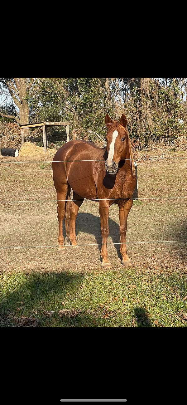 advanced-quarter-horse