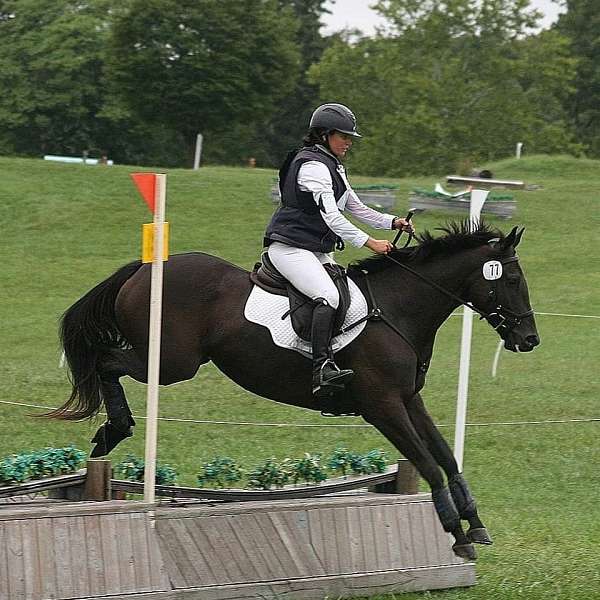 eventing-thoroughbred-horse