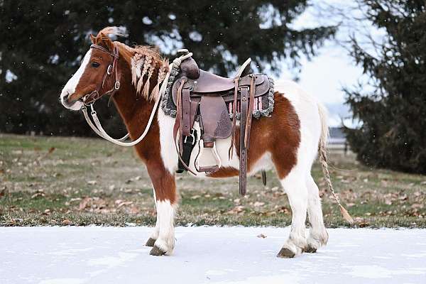 bay-overo-harness-pony