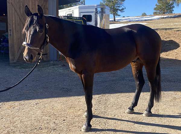 reining-champion-gelding