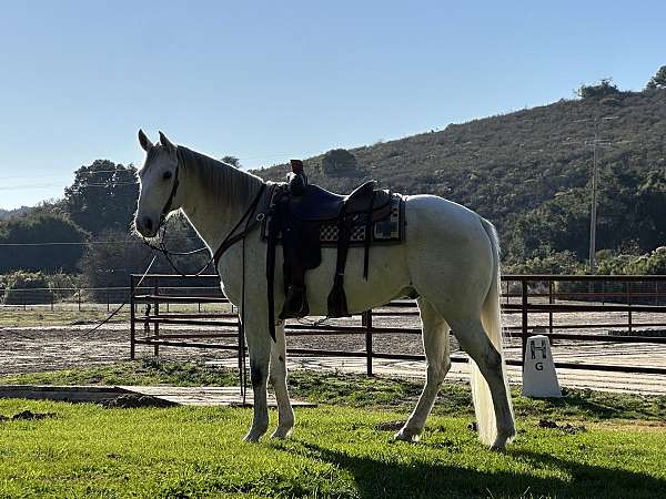 quarter-horse-gelding