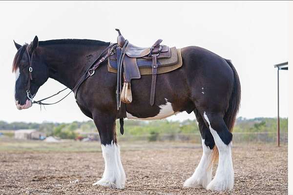 four-white-feathers-horse