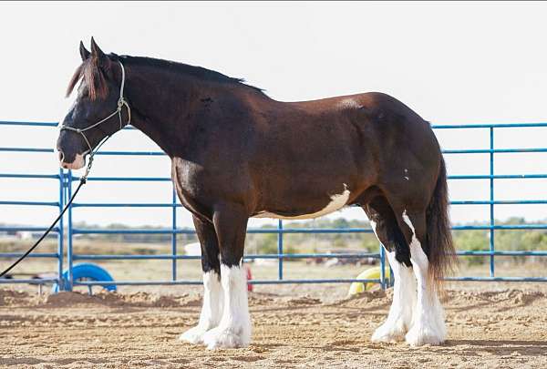 chocolate-four-white-feathers-horse