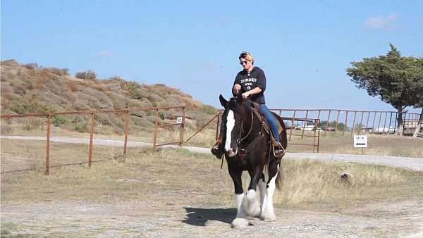 draft-clydesdale-horse