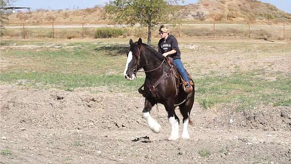 clydesdale-horse