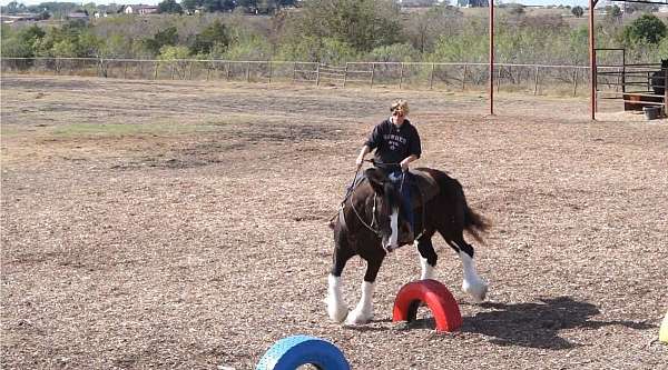 pleasure-clydesdale-horse