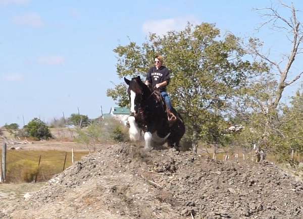 athletic-clydesdale-horse