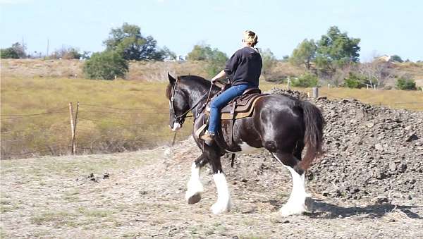 driving-clydesdale-horse