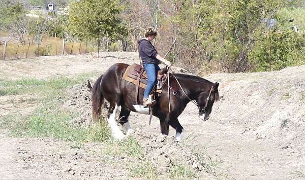 english-pleasure-clydesdale-horse