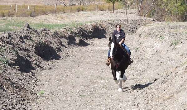 flashy-clydesdale-horse