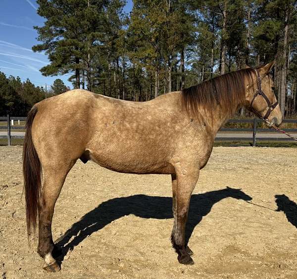 buckskin-quarter-horse-gelding