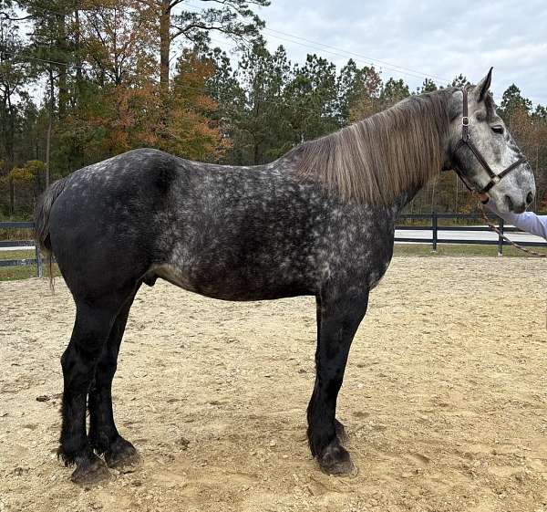 grey-percheron-gelding