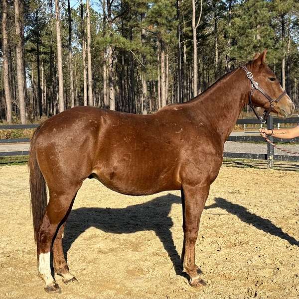 sorrel-appaloosa-gelding