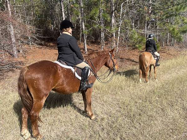 all-arounder-draft-horse