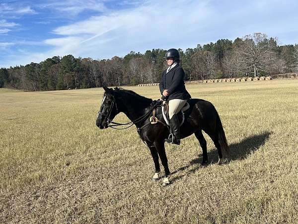 black-bay-with-some-white-roan-hairs-horse