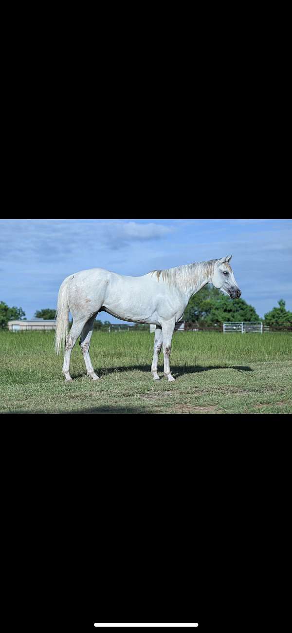 athletic-barrel-quarter-horse