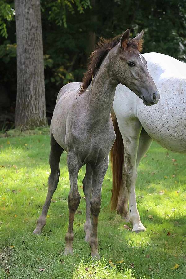 tennessee-walking-colt