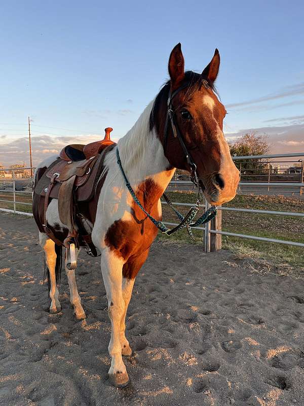 quarter-horse-gelding