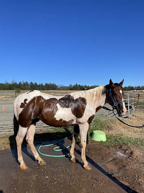 trail-quarter-horse