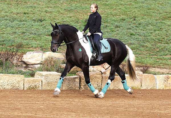 all-around-friesian-horse