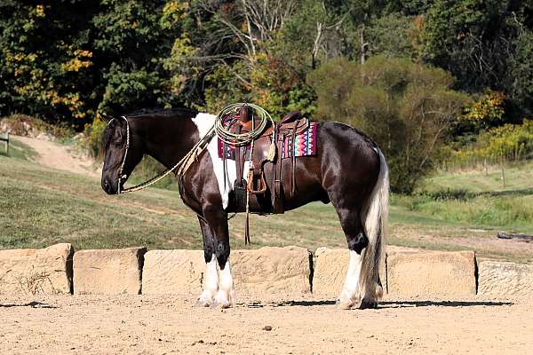 athletic-friesian-horse