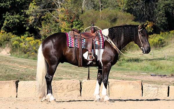 cross-friesian-horse