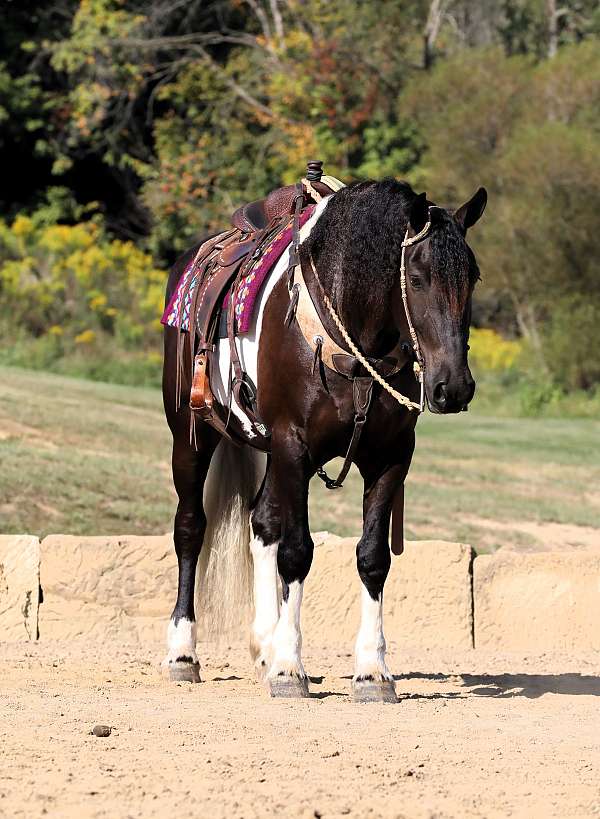 draft-friesian-horse