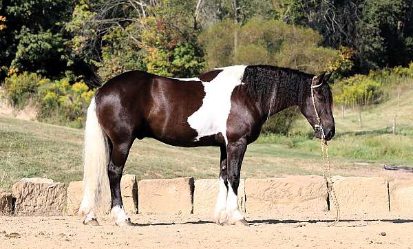 dressage-friesian-horse