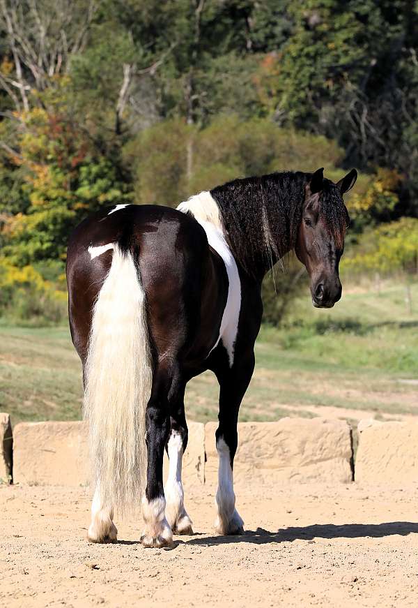 driving-friesian-horse