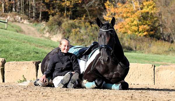 harness-friesian-horse