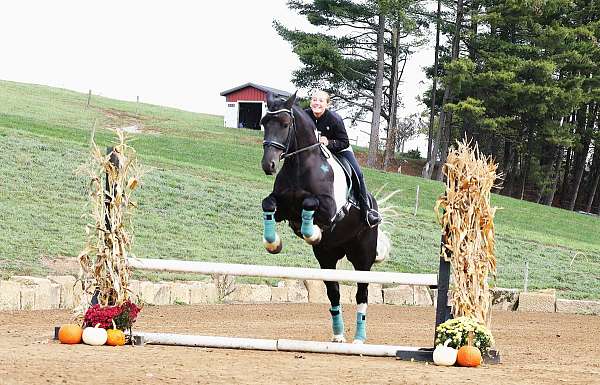 flashy-friesian-horse