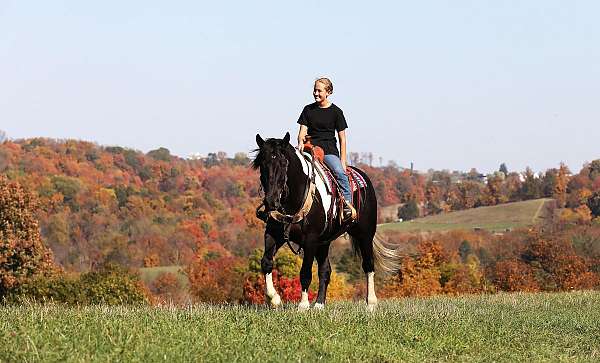 jumping-friesian-horse