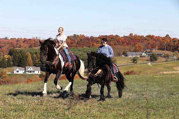 parade-friesian-horse