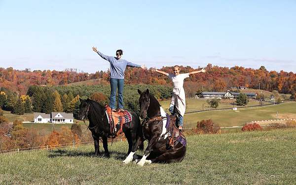 ridden-english-friesian-horse