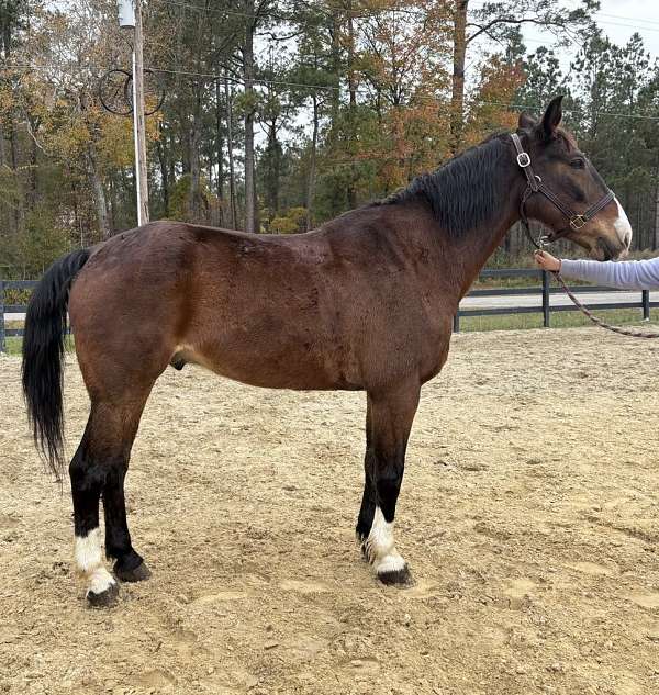 bay-draft-gelding