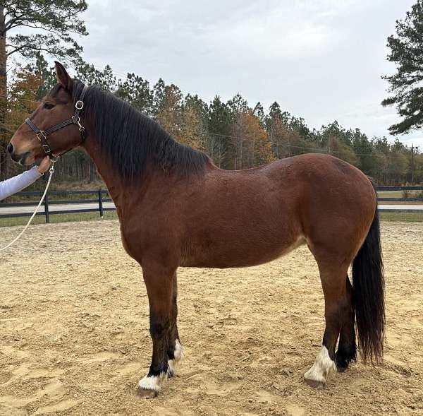 experienced-harness-belgian-morgan-horse