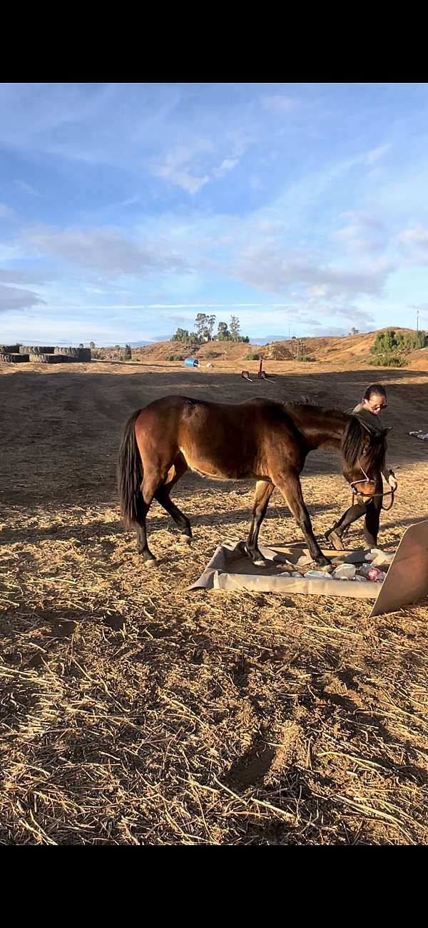 friesian-filly