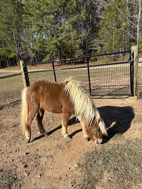 pony-gelding