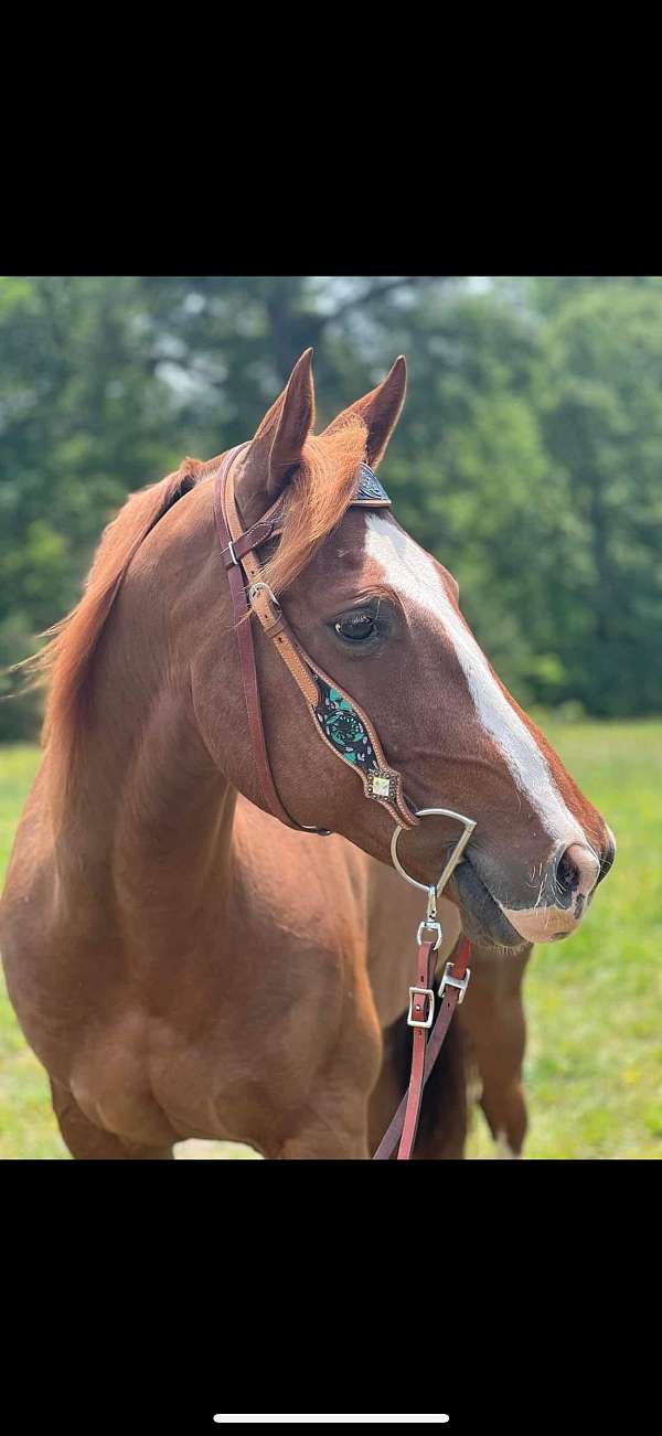 quarter-horse-gelding