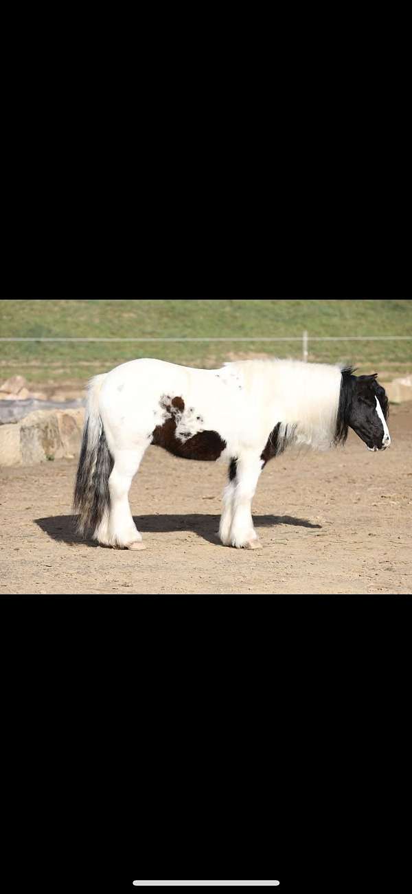 gypsy-vanner-gelding