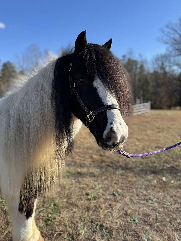 around-gypsy-vanner-pony