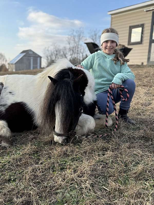 barn-gypsy-vanner-pony