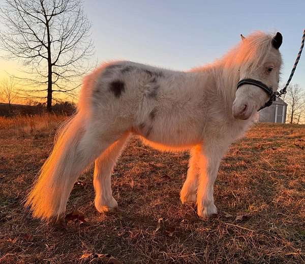 appaloosa-colt-miniature-pony