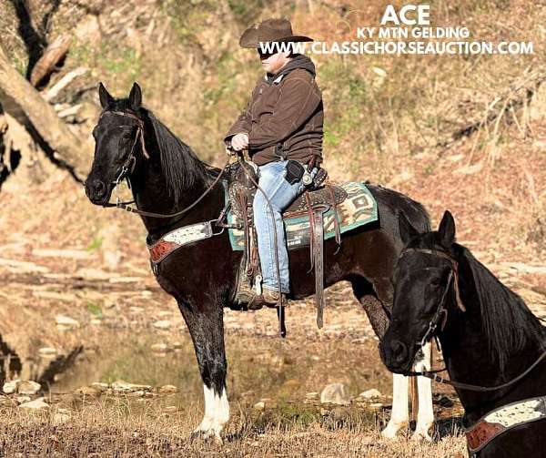 bath-kentucky-mountain-horse