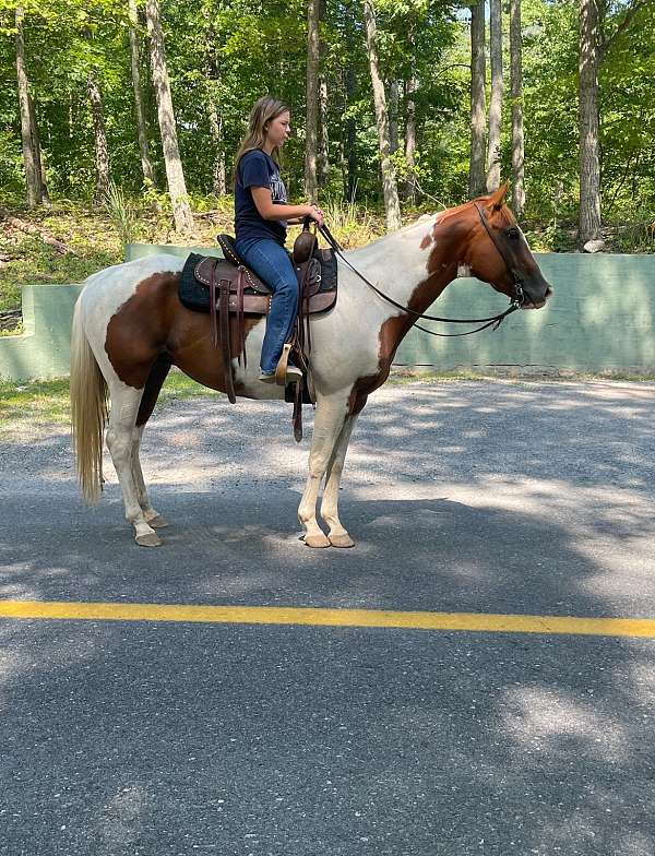 all-around-paint-horse