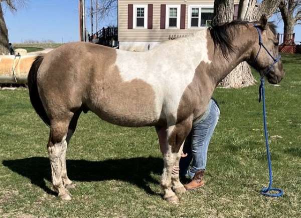 tobiano-horse