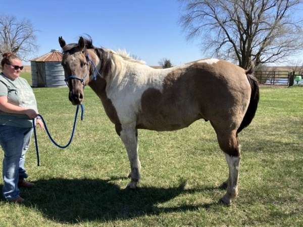 grulla-project-started-under-saddle-horse