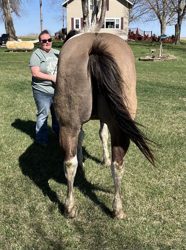 grulla-tobiano-horse