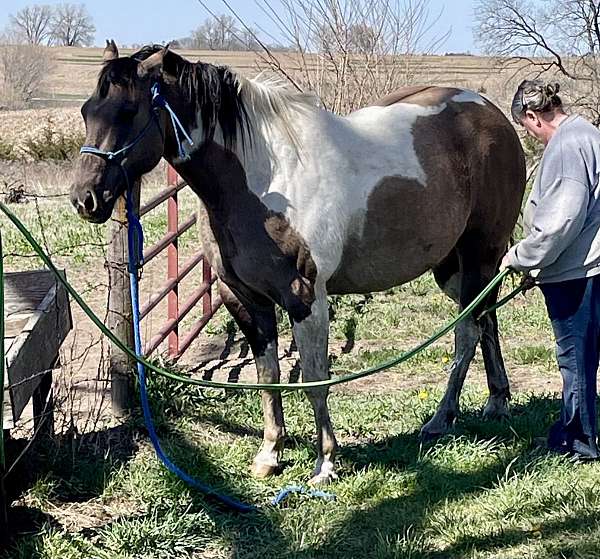 personality-plus-paint-horse