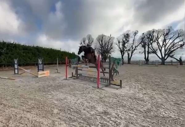 160m-holsteiner-horse